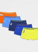 Orange Boxer NEFESAGE / 18E5PGB3BOXE402